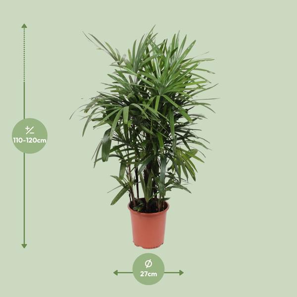 Rhapis Excelsa - ↕120cm - Ø27cm