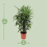Rhapis Excelsa - ↕120cm - Ø27cm