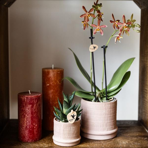 Bali sierpot  - Sand - Ø9cm