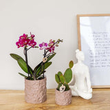 Star Fish sierpot - Sand - Ø6cm