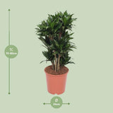 Dracaena Compacta - ↕80cm - Ø24cm
