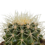 Bolcactus mix 8,5 cm | 3 stuks - in terracotta pot