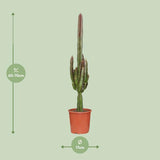 Euphorbia Trigona Rubra - ↕70cm - Ø17cm
