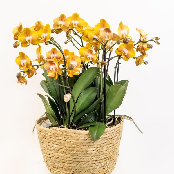 Ensemble d'orchidées orange dans panier en coton avec réservoir d'eau | trois orchidées orange Las Vegas 12cm | Mono Bouquet orange avec réservoir d'eau autonome.