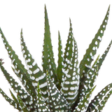 Cactus en vetplanten mix 5.5 cm | 15 stuks - in witte pot