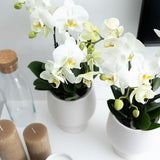 Witte Phalaenopsis orchidee - Jewel Ghent - potmaat Ø12cm