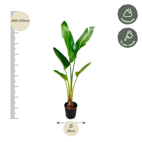 Strelitzia Augusta XXL - ↕210cm - Ø30cm