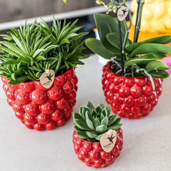 Kolibri Home | Pot Berry - 12cm