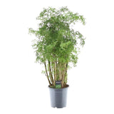 Polyscias Hawaiiana Ming - ↕90cm - Ø24cm
