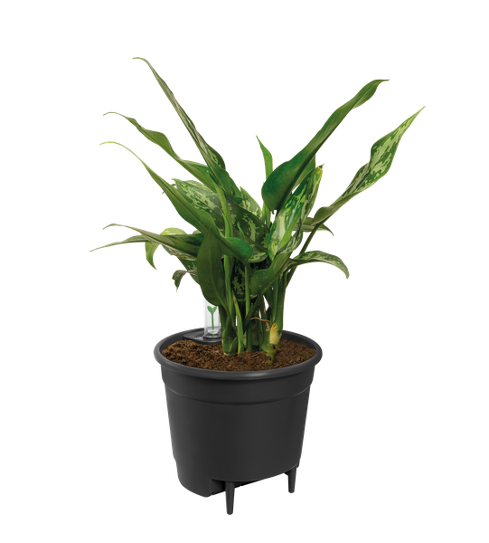 Self Watering Insert - Ø33cm