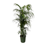Kentia palm XXL - ↕230cm - Ø38cm