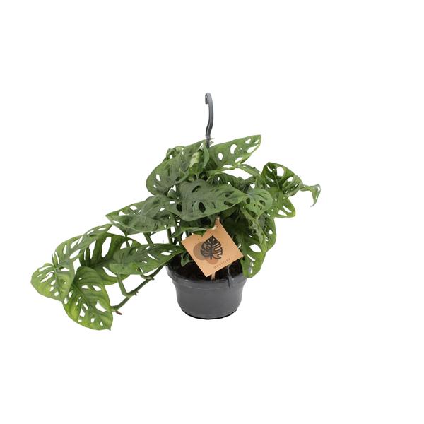 Monstera Monkey - ↕30cm - Ø14cm