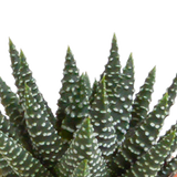 Cactus & vetplanten + terracotta pot - ↕8-13cm - Ø6cm - x15