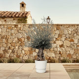 Olijfboom / Olea Europaea Bonsai - ↕225cm- Ø80cm