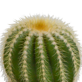 Cactus mix 8.5 cm - 3x - in witte pot