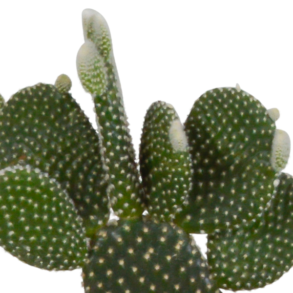 Cactus mix 10.5 cm - 3x - in terracotta pot