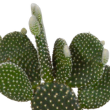 Cactus mix 10.5 cm - 3x - in terracotta pot