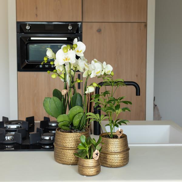 Kolibri Home | Pot de fleurs Groove - Pot décoratif en céramique dorée - taille du pot - Ø12cm