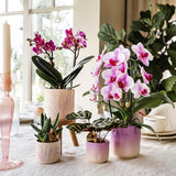 Gradience sierpot - Pink - Ø9cm