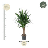 Yucca Elephantipe vertakt - ↕150cm - Ø31cm