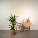 Yucca - ↕90cm - Ø17cm