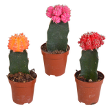 Euphorbia meloformis variegata - Gymnocalycium mix - ↕18cm - Ø8,5cm - 3x