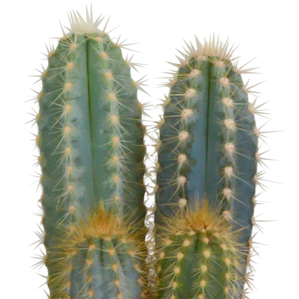 Cactus mix 10.5 cm - 3x - in witte pot