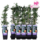 Passiflora Blauw caerulea - ↕65cm - Ø15cm