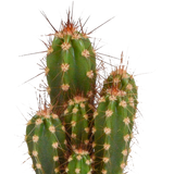 Cactus mix 5.5 cm - 5x - in witte pot