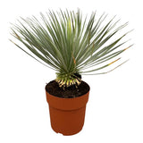 Yucca Rostrata op stam - ↕70cm - Ø27cm