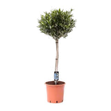 Olijfboom / Olea Europeae - ↕100cm - Ø22cm