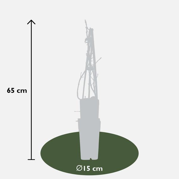 Hydrangea petiolaris - Klimhortensia - ↕65cm - Ø15cm