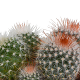 Bolcactus mix 8,5 cm | 3 stuks - in terracotta pot