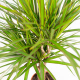 Dracaena Marginata - ↕120cm - Ø21cm