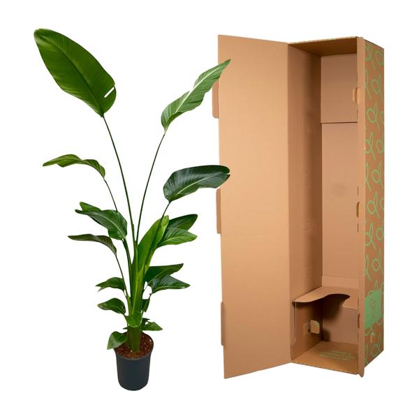 Strelitzia Nicolai - ↕170cm - Ø21cm