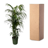 Kentia palm XXL - ↕230cm - Ø38cm