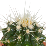 Cactus en vetplanten mix - 15 stuks - Ø5.5cm