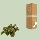 Maranta Fascinator (Pijlwortel) - ↕20cm - Ø12cm