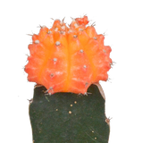 Euphorbia meloformis variegata - Gymnocalycium mix - ↕18cm - Ø8,5cm - 3x