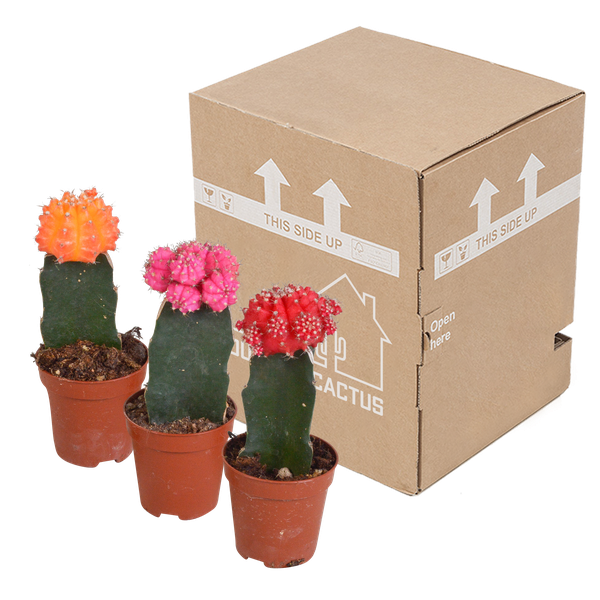 Euphorbia meloformis variegata - Gymnocalycium mix - ↕18cm - Ø8,5cm - 3x