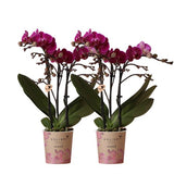 COMBI DEAL 2x paarse phalaenopsis orchideeën - Ø9cm