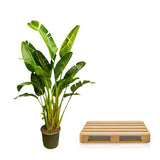 Strelitzia Augusta multistam XXL - ↕250cm - Ø50cm