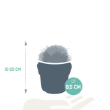 Bolcactus mix 8,5 cm | 3 stuks - zonder pot