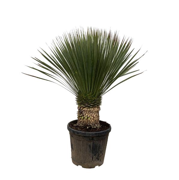 Yucca Rostrata - ↕110cm- Ø35cm
