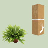 Nephrolepis Boston Green Moment - ↕20cm - Ø12cm