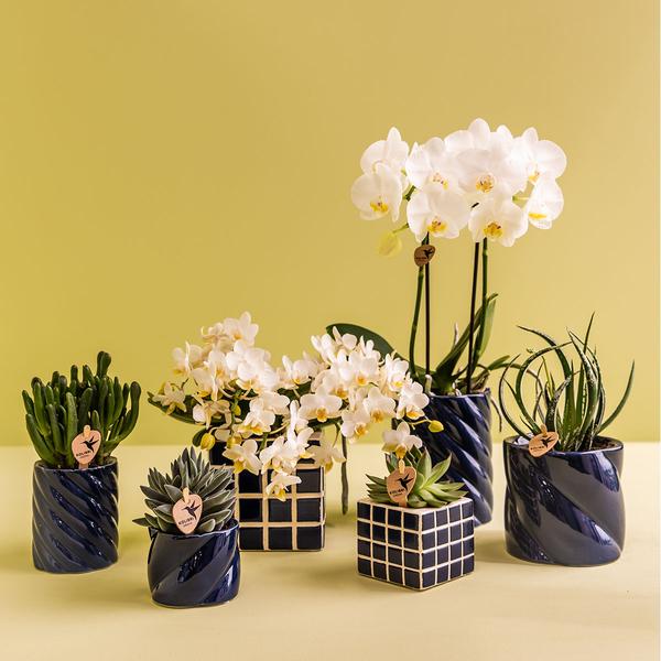 Kolibri Home | Candy Übertopf | Hoch - Blau - Ø6cm