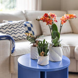 Candy sierpot - Wit - Ø6cm