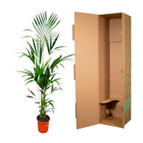 Kentia palm XXL - ↕180cm - Ø24cm