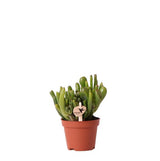 Kolibri Greens | Plante verte - Succulente Crassula Hobbit - pot Ø6cm - plante d'intérieur verte - fraîche du producteur