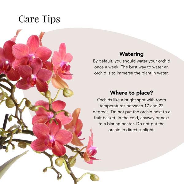 Rode orchidee - Congo - potmaat Ø9cm